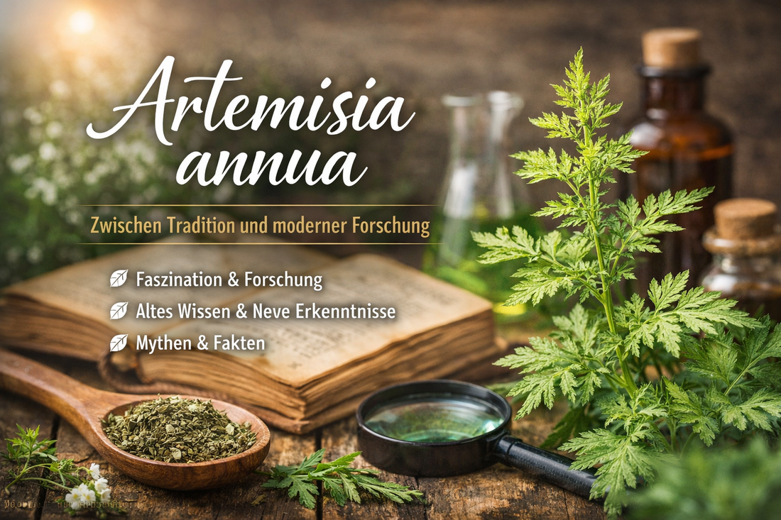 Artemisia annua – Eine Pflanze, die mehr Fragen stellt, als sie beantwortet