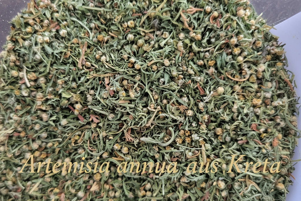Artemisia annua Premium (Einjähriger Beifuß) – Pflanzenrohstoff/ Räucherware