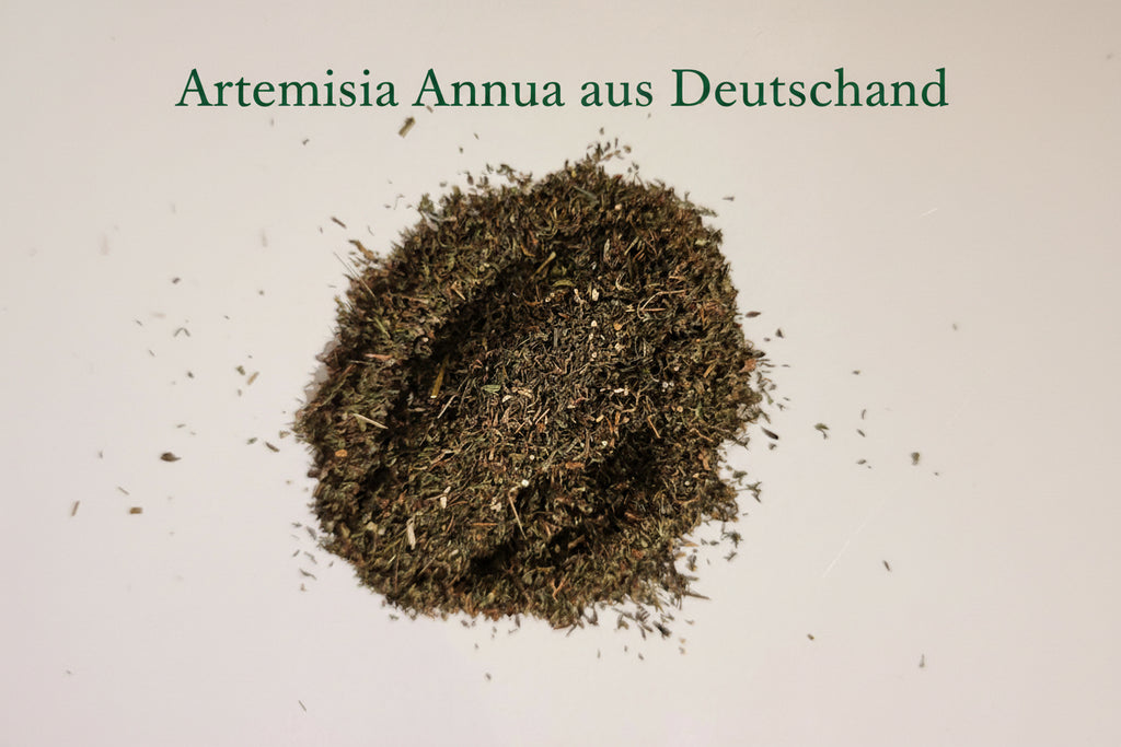 Artemisia annua Probierpaket – zwei Herkünfte im Vergleich